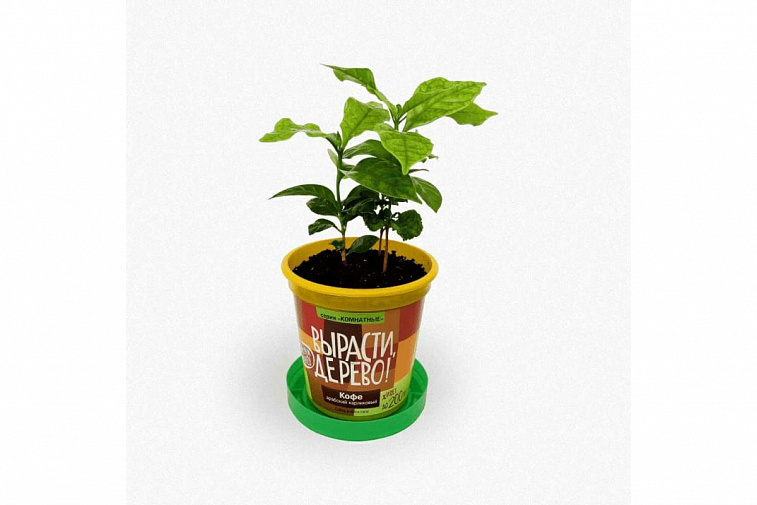Набор для выращивания Вырасти, дерево! Кофе арабский